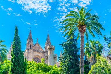 Palma de Mallorca Katedrali ile bir palmiye Spai