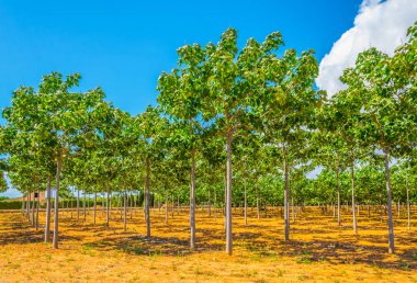 Kırsal Mallorca, İspanya