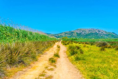 Albufera bataklıklar milli park Mallorca, Spai