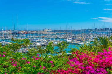 Bağlantı noktası Palma de Mallorca çiçekler, Spai görüntülendi