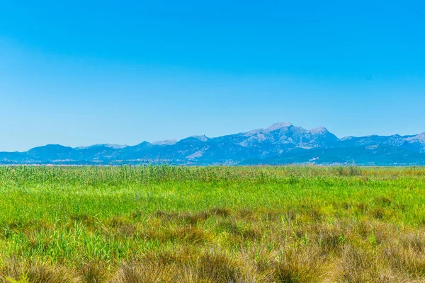 Paludi Del Parco Nazionale Albufera Maiorca Spai — Foto Stock