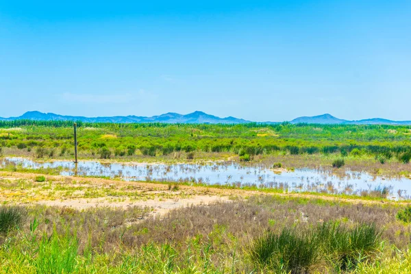 Marismas Del Parque Nacional Albufera Mallorca Spai —  Fotos de Stock