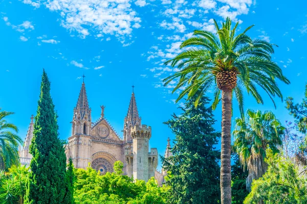 Cathedral Palma Mallorca Palm Spai — Stock Photo, Image