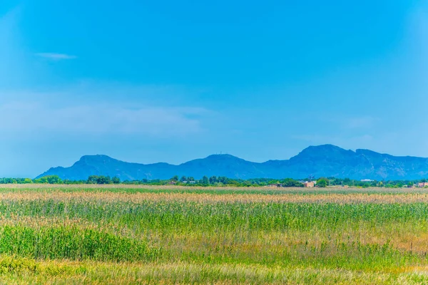 Marismas Del Parque Nacional Albufera Mallorca Spai — Foto de Stock