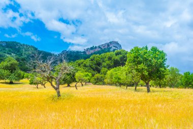 Kırsal Mallorca, İspanya