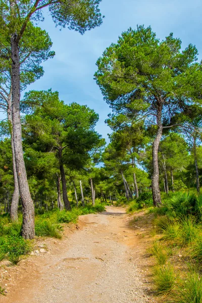 Mallorca 'daki Cap des Freu Ormanı, Spai