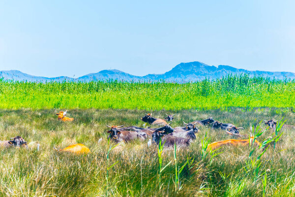 Cows are grazing Albufera national park at Mallorca, Spai