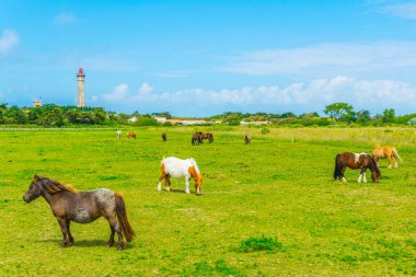 Atları, arka plan, Phare des Baleines ile bir çayır üzerinde otlatma Ile de Re, Frangı