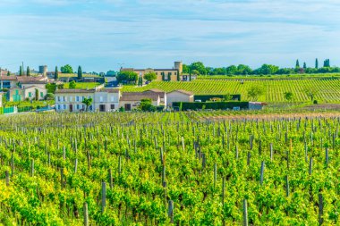 Üzüm bağları, Saint Emilion, Frangı