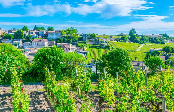 Vineyards Saint Emilion Franc — Stock Photo, Image