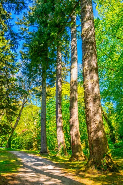 Alberi Una Foresta All Interno Della Tenuta Powerscourt Irlanda — Foto Stock