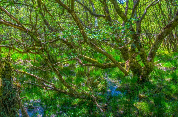 Une Tour Ronde Dans Colonie Glendalough Irlande — Photo