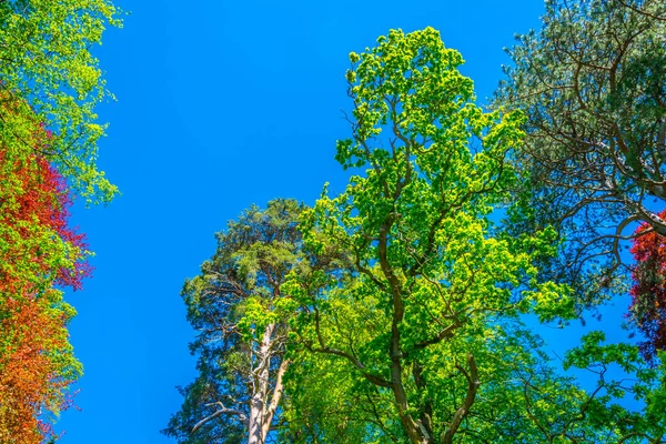 Powerscourt Estate Irelan Içinde Bir Ormandaki Ağaçlar — Stok fotoğraf