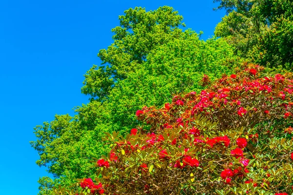 Träd Skog Inuti Den Powerscourt Estate Lagarnas — Stockfoto