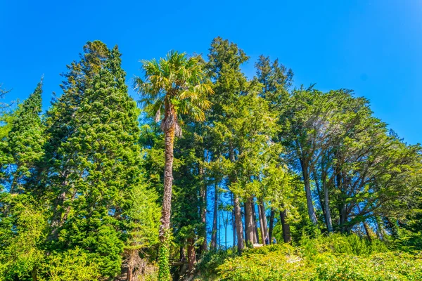 Relan Powerscourt Estate Içinde Japon Bahçesi — Stok fotoğraf