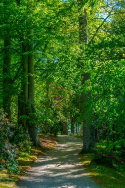Powerscourt estate, irelan içinde bir ormandaki ağaçlar
