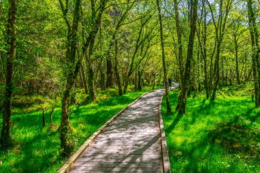 Glendalough, Irelan alt gölde çevreleyen bir turist yolu görünümünü
