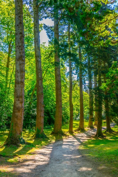 Alberi Una Foresta All Interno Della Tenuta Powerscourt Irlanda — Foto Stock