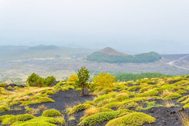 Sicilya, Ital etna Dağı yamacında bayındır yabani bitki örtüsü