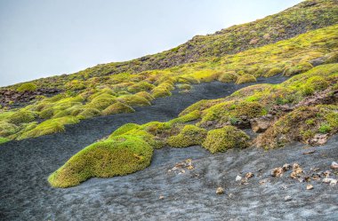 Sicilya, Ital etna Dağı yamacında bayındır yabani bitki örtüsü