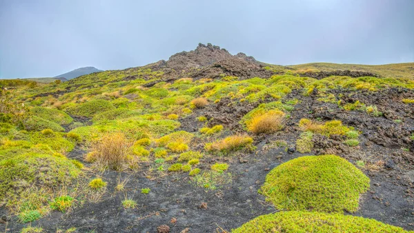 野生植物のアイタル シチリア島のエトナ山の斜面の繁栄 — ストック写真