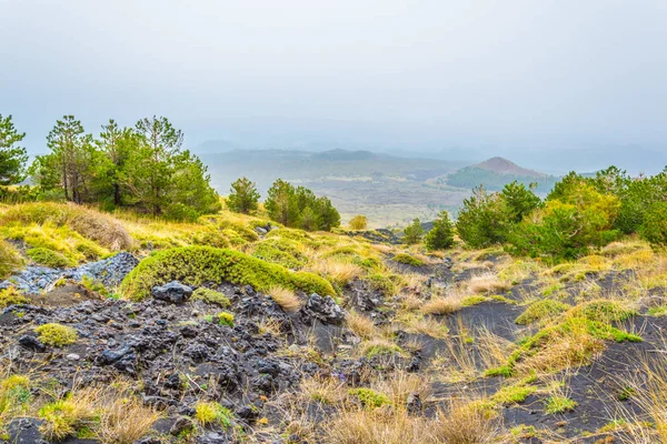 Wilde Vegetatie Bloeiend Helling Van Etna Sicilië Ital — Stockfoto