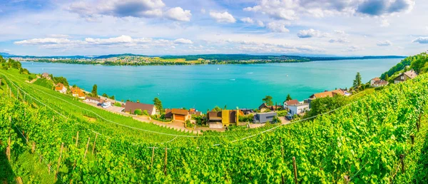 Vigneti Che Circondano Bielersee Svizzera — Foto Stock