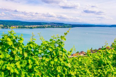 Bielersee Switzerlan içinde çevreleyen üzüm bağları