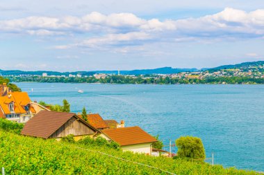 Bielersee Switzerlan içinde çevreleyen üzüm bağları