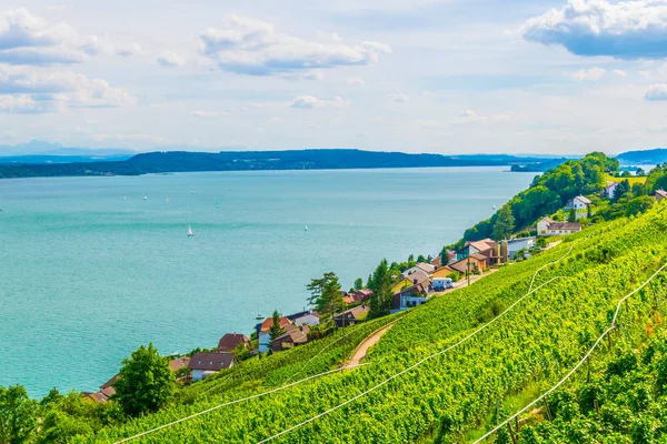 Vinhedos Torno Bielersee Switzerlan — Fotografia de Stock