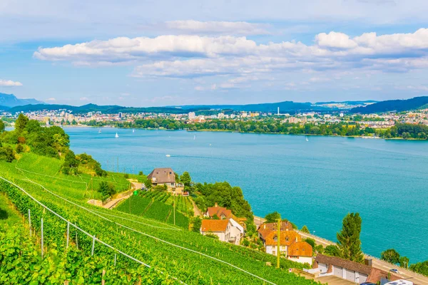 Vinhedos Torno Bielersee Switzerlan — Fotografia de Stock