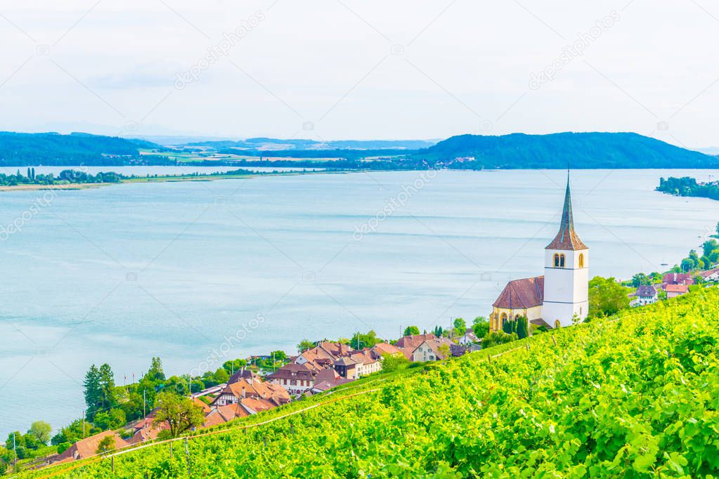 Church at Ligerz standing in the middle of vineyards of Bielersee, Switzerlan