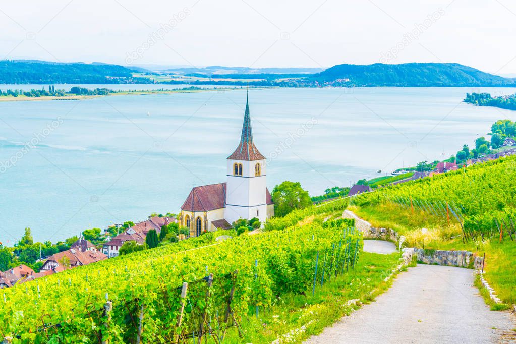 Church at Ligerz standing in the middle of vineyards of Bielersee, Switzerlan