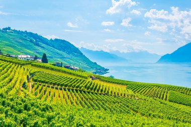 Lavaux şarap bölgesi yakınındaki Lausanne, Switzerlan