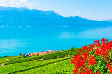 Lavaux şarap bölgesi yakınındaki Lausanne, Switzerlan