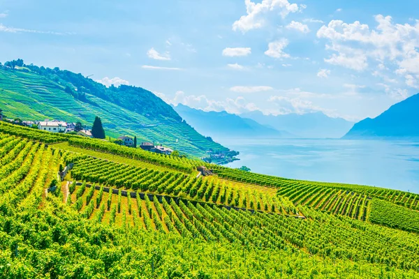 Lavaux Vinařské Oblasti Poblíž Lausanne Švýcarska — Stock fotografie