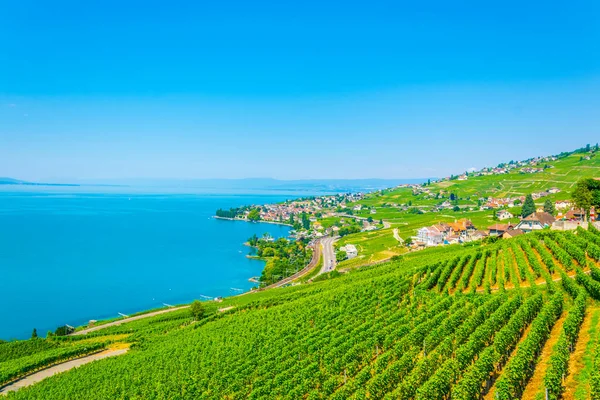 Lavaux Wina Regionu Pobliżu Lausanne Switzerlan — Zdjęcie stockowe