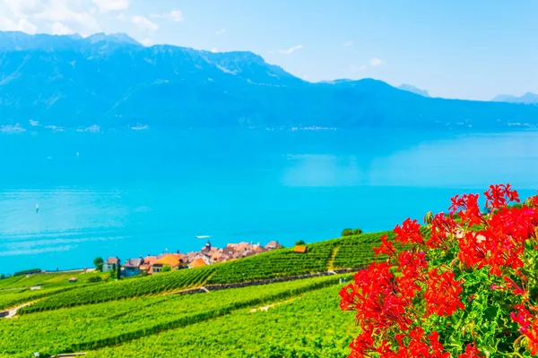 Lavaux Weinregion Bei Lausanne Schweiz — Stockfoto