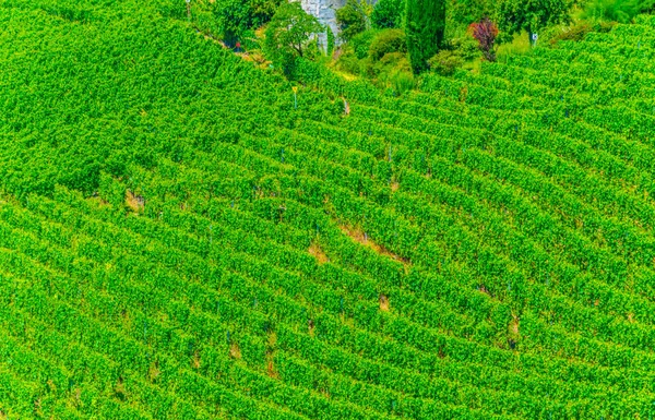 瑞士洛桑附近的拉沃葡萄酒产区 — 图库照片