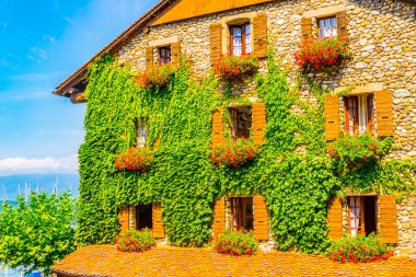 Ivy, Frangı ile kaplı Yvoire geleneksel evlerde