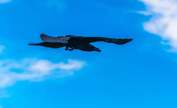 Flying Crow Blue — Stock Photo, Image