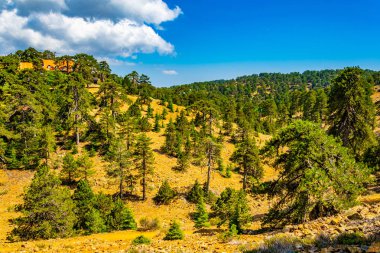 Cypru 'daki Troodos Dağları