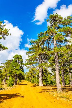 Cypru üzerinde Troodos Dağları pistte hiking