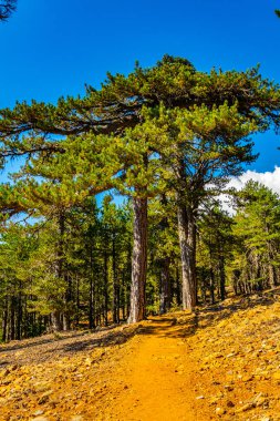 Cypru üzerinde Troodos Dağları pistte hiking
