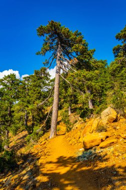 Cypru üzerinde Troodos Dağları pistte hiking