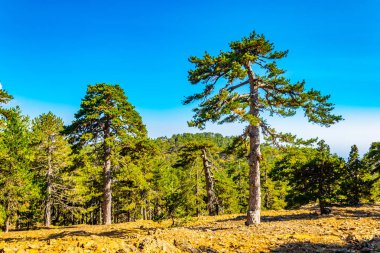 Cypru üzerinde Troodos Dağları pistte hiking