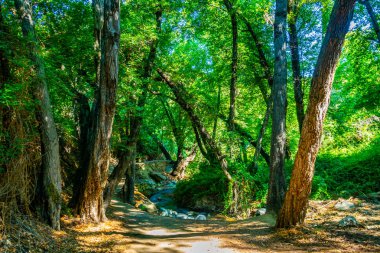 Cypru üzerinde Kakopetria Köyü'nde Klarios creek