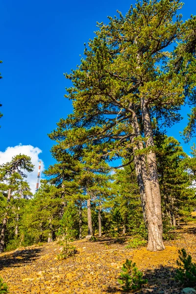 Cypru Üzerinde Troodos Dağları Pistte Hiking — Stok fotoğraf