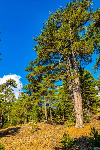 Cypru Üzerinde Troodos Dağları Pistte Hiking — Stok fotoğraf