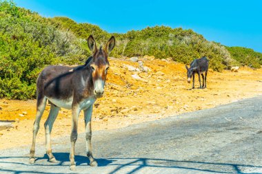 Yabani eşekler Karpaz Milli Parkı girişinde bir şeyler ye, Cypru onlara turistler için bekliyor